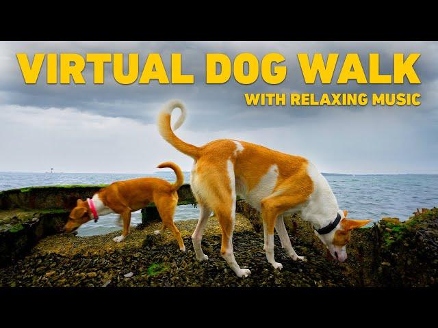 [NO ADS] TV for Dogs  Dog Walking in Nature on the Beach  Relaxing Music for Dogs