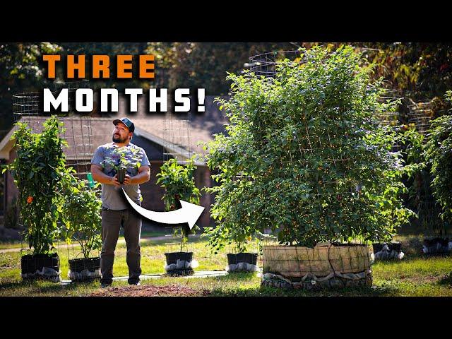 How To Grow Peppers In Containers and Get a Huge Harvest!