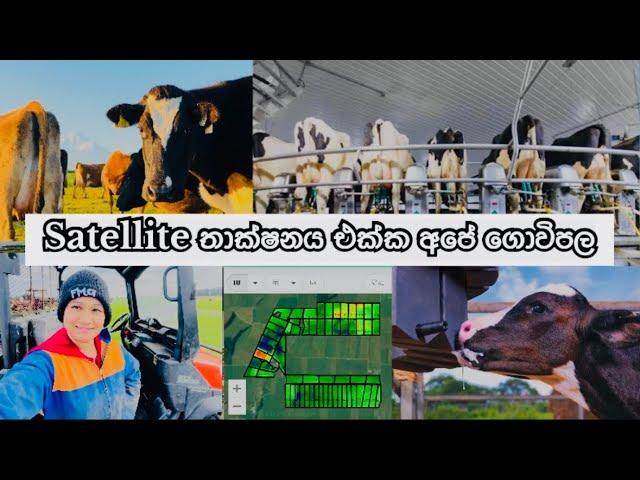 Daily Routines Dairy Farming In New Zealand  || නවීන තාක්ෂනයට තණකොළ ගණනය කිරීම