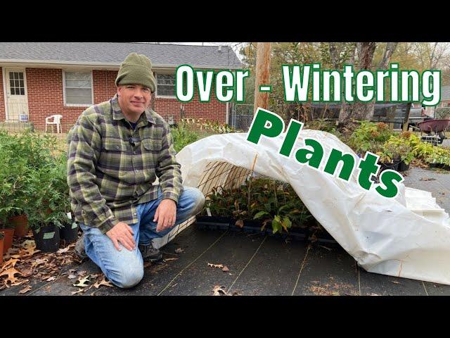 Overwintering Plants - Helping small nursery plants survive winter.