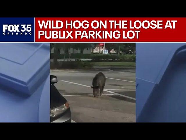 Wild hog spotted roaming Publix parking lot in Florida