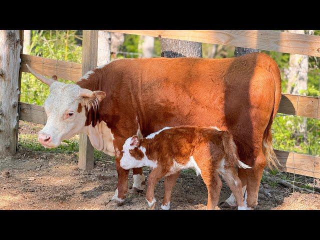 Live Birth Of A Calf Named Skipper. Snead’s Farmhouse Sanctuary is live!