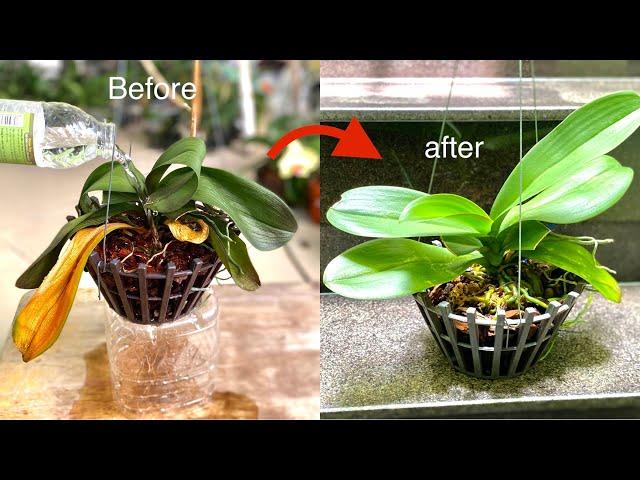 How to Revive Soft Leaves Orchid and Successful Results Beyond Expectations