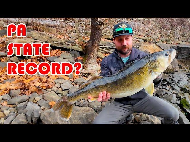 Potential PA State Record walleye, you won't believe what he ate!!!