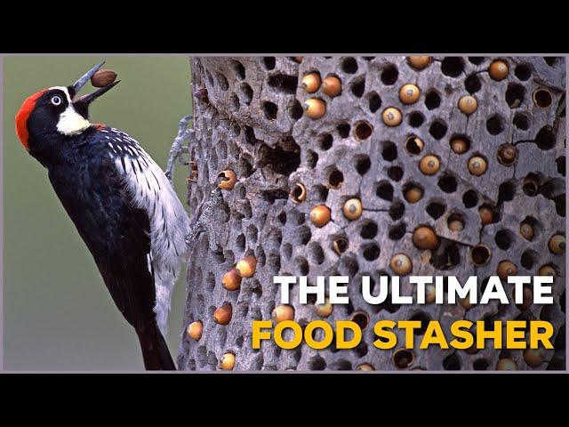 Acorn Woodpecker  The Ultimate Food Stasher | Nature Nuggets