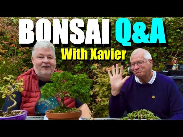 Bonsai Basics Explained: Q&A with Xavier!