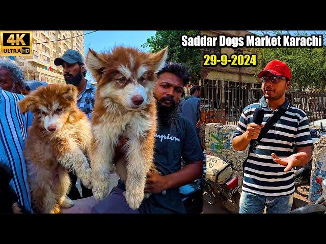 Saddar Exotic Dogs Market 29-9-24 Karachi Latest Updates | غیر مُلکی کتوں کی  سستی مارکیٹ کرا چی