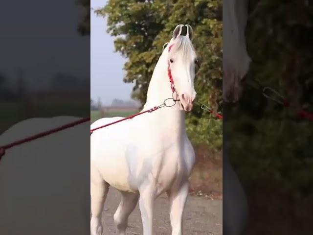 NUKRA | STALLION - ANMOL | #nukra #stallion #horse #shonki #sardar #ghodeyanwale #youtubeshorts