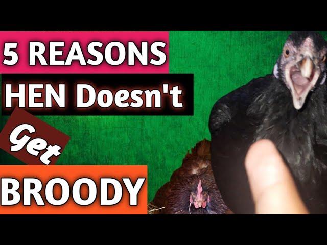 Reasons a Hen doesn't get Broody | Chicken not getting broody| Broody hen| Hen not getting broody