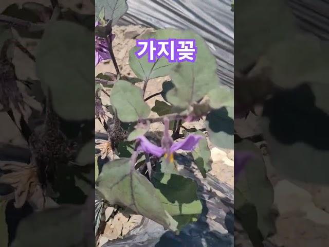 가지꽂 너무 예뻐요#강문경#옛날애인