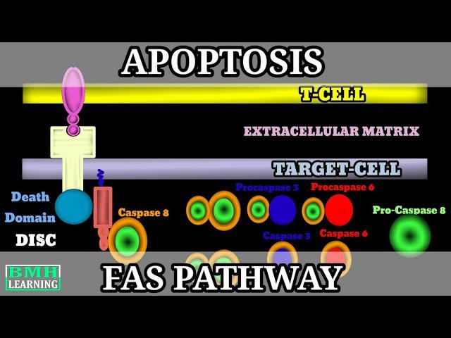 FAS Pathway Of Apoptosis | Extrinsic Pathway Of Apoptosis | Programmed Cell Death | Apoptosis |