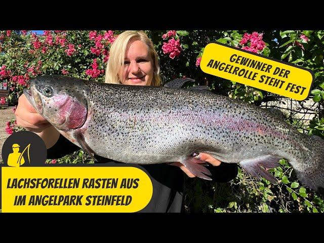 Lachsforellen rasten aus - Massenfang im Angelpark Steinfeld