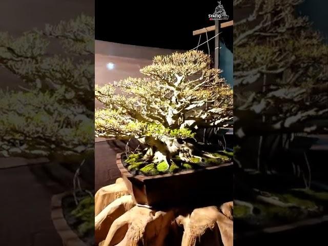 #Inspirasi Bonsai Terbaik Di Indonesia, Inspirasi Bonsai Buat Pemula