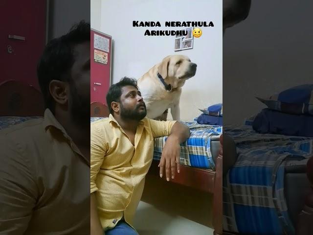 Amma Paasathula engaiyo poitaan.... #dogslove #dogshorts #laboradordog #puppies #puppylove