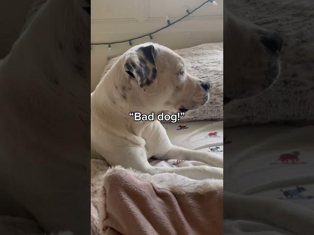 Things I will never EVER say to my dog! #bella #dalmatiner #dogsofyoutube