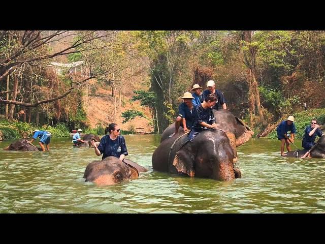 Hot day at Thai Elephant Conservation Center