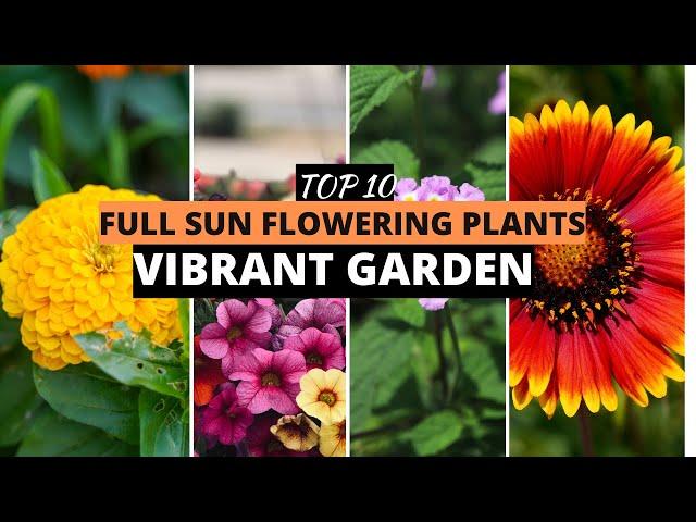 Top 10 Full Sun Flowering Plants for a Vibrant Garden