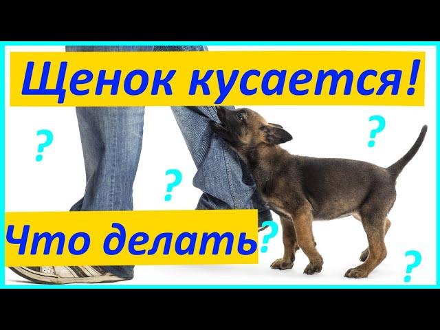 283. ЩЕНОК КУСАЕТСЯ! ЧТО ДЕЛАТЬ? Щенок кусает руки, бросается на ноги