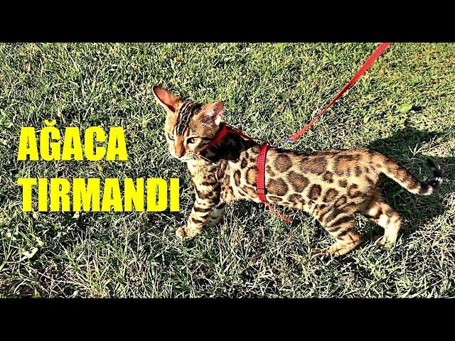 AĞAÇLARA TIRMANDI !! BENGAL KEDİM MİNTİK İLE DIŞARI ÇIKTIK. KOMİK KEDİ VİDEOLARI !!