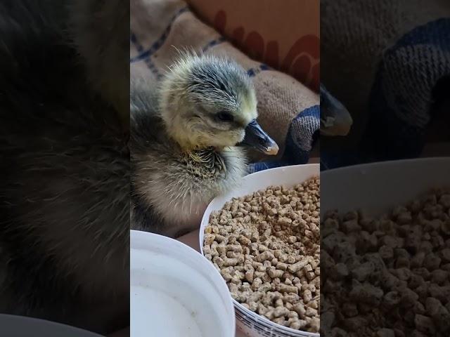 Absolutely adorable baby goose snacking