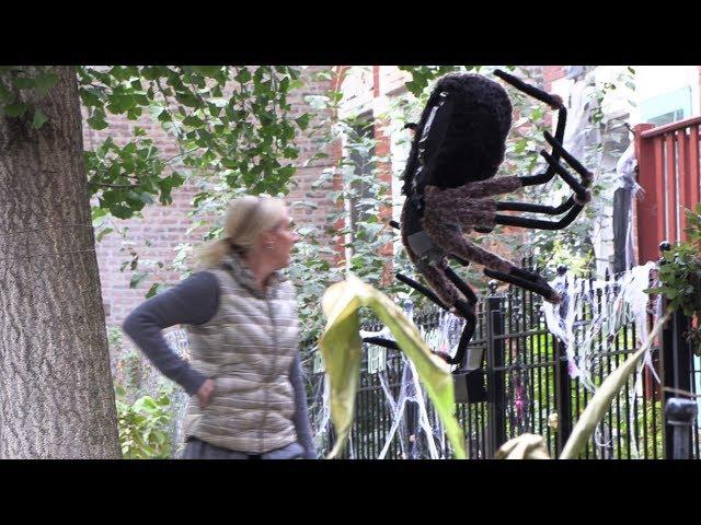 Giant RC Spider Dropping From A Tree - Episode Preview 4K