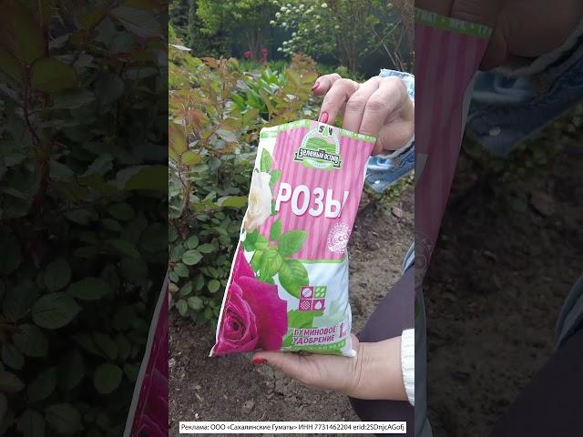 ПОДКОРМКА РОЗЫ ПЕРЕД ЦВЕТЕНИЕМ