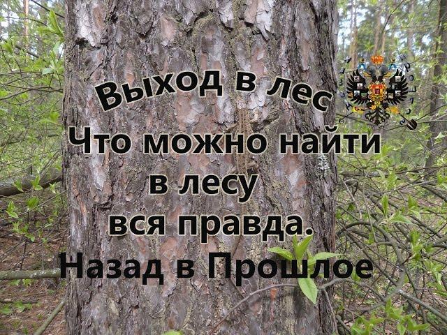 Лесной коп и хорошие  находки Вся правда о находках в лесу