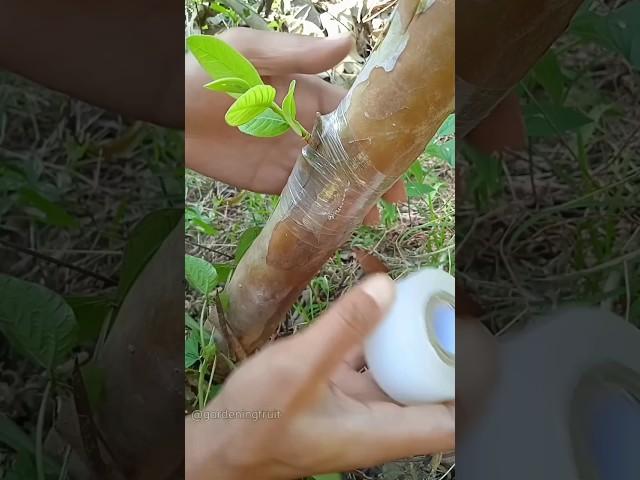 how to grafting guava tree #shorts