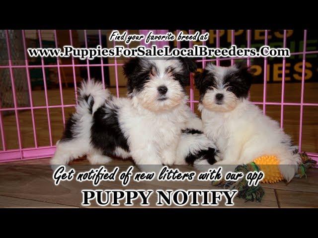 MORKIE PUPPIES FOR SALE, GEORGIA LOCAL BREEDERS, GWINNETT COUNTY, GA