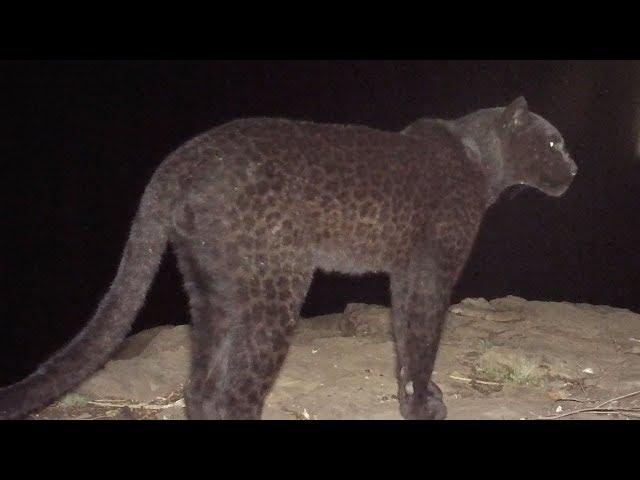 The Real Black Panther - Black Leopard Spotted in Kenya