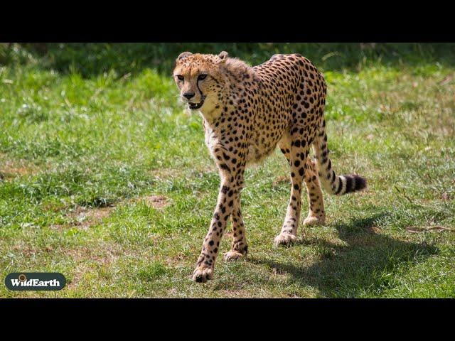 Grace at dawn: a cheetah's morning walk