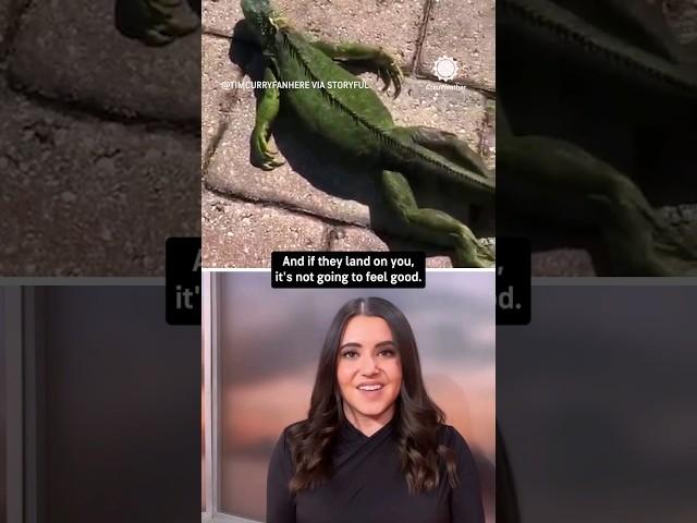 Iguanas Fall From Trees During Florida Cold Snap | AccuWeather