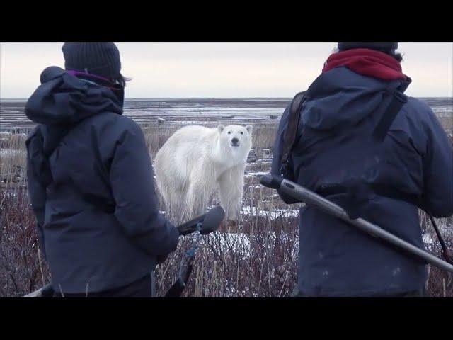 Fight between a polar bear and a man. Bear attacks