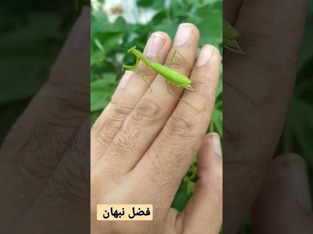 حشرة فرس النبي