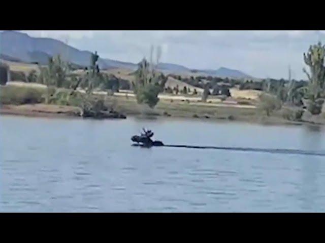 Loose moose: Animal spotted near Chatfield Reservoir