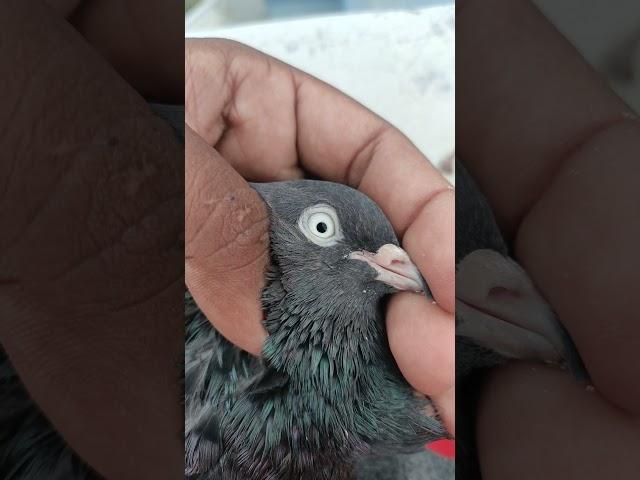 Not for sale rate the pigeon||Pigeons ADDA p20|| #love #attitude #funny