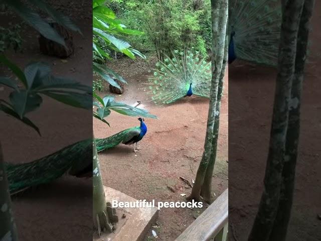 Beauty of the peacocks  #shortcliper