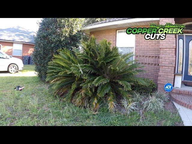 Trim A Sago Palm (STIHL GTA26)