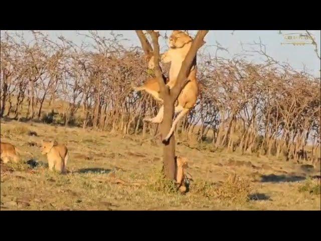 Lions Climbing Trees | Great Plains Conservation