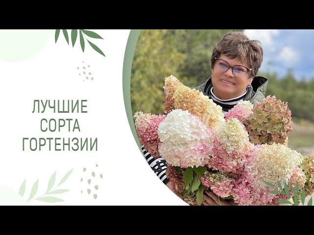 ЛУЧШИЕ СОРТА ГОРТЕНЗИИ | ПИТОМНИК ЛЕСКОВО