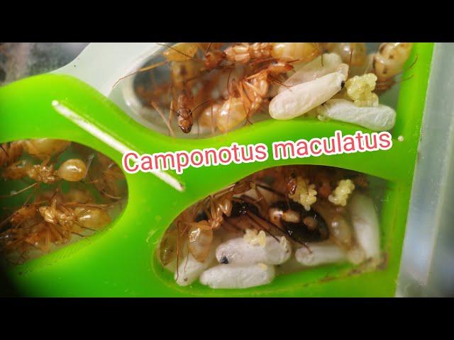 la Fourmi Speedy Gonzales Camponotus maculatus fin 2022