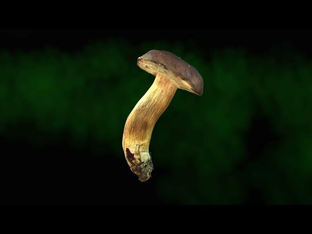 Real mushroom in 3D - Boletus badius, 0064