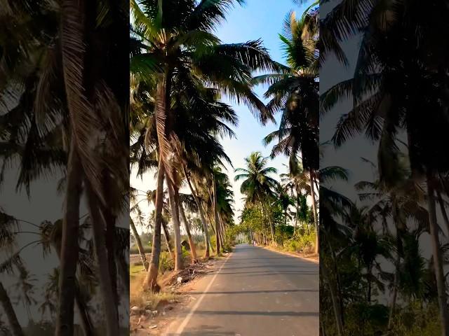 Coconut Tree Road Batim Village ,Goa #music #song #travel #status #shorts #foryou #goa #goashorts