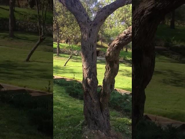 Yaşar Çakmak