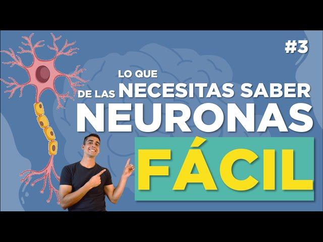 LA NEURONA  | Clasificación, estructura, funciones | FÁCIL EXPLICADO