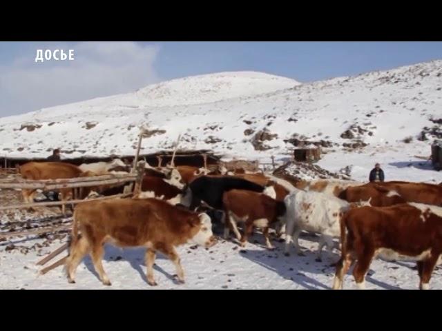 В Туве началась передача скота в рамках губернаторского проекта «Кыштаг для молодой семьи»