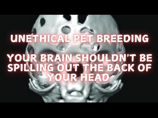 UNETHICAL PET BREEDING: your brain shouldn't be spilling out the back of your head