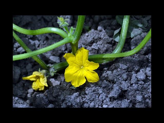 Cucumber Domestication