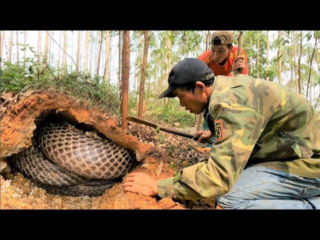 Was horrified to discover a giant king cobra nest containing dozens of snakes in a mound+++