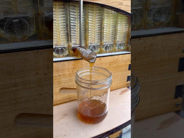 Honey on tap  #shorts #flowhive #honeyharvest #beekeeping #beekeeper #garden